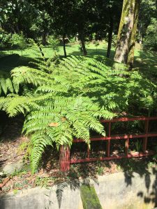 Giant Fern