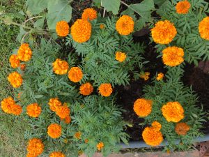 Marigold