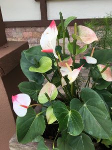 Anthurium