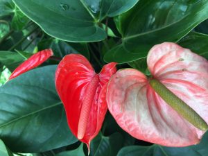 Anthurium