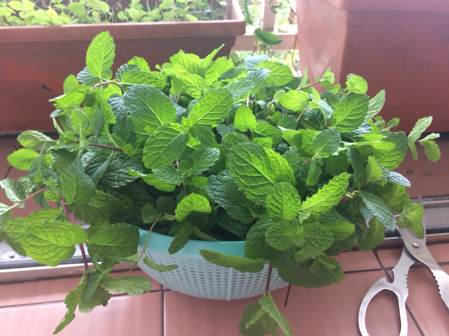 Sri Lankan Mint Sambol, Vietnamese Rau Càng Cua Salad and Vietnamese